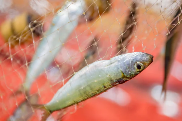 Doğal zemin üzerine balık ile balık ağı — Stok fotoğraf