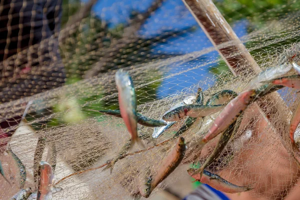 Рыболовные сети с рыбой на естественном фоне — стоковое фото