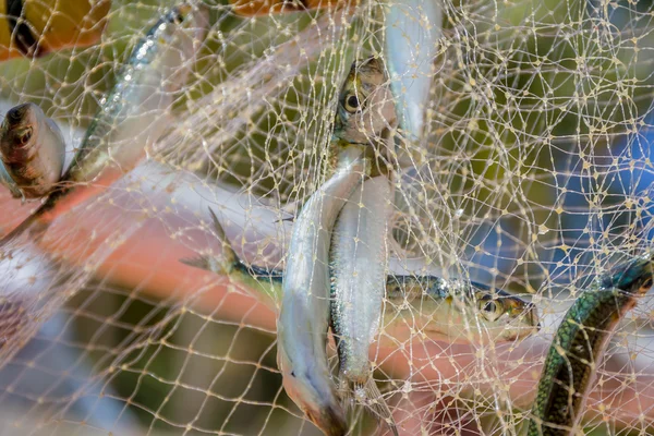 Rede de pesca com peixes em fundo natural — Fotografia de Stock