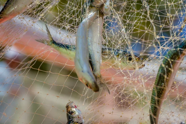 Fishing net with fish on natural background — Stock Photo, Image