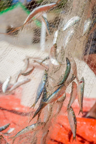 Rede de pesca com peixes em fundo natural — Fotografia de Stock