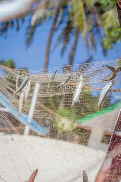 Fishing net with fish on natural background — Stock Photo, Image