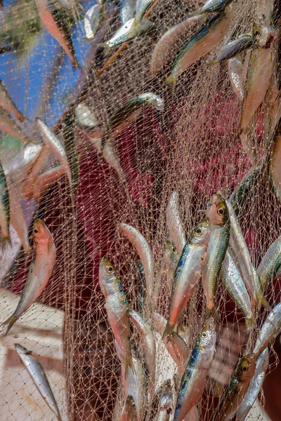 Filet de pêche avec du poisson sur fond naturel — Photo