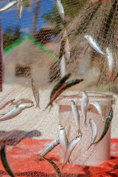 Rede de pesca com peixes em fundo natural — Fotografia de Stock