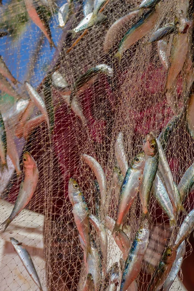 Rede de pesca com peixes em fundo natural — Fotografia de Stock