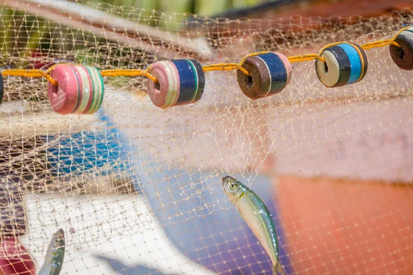 Rede de pesca com peixes em fundo natural — Fotografia de Stock