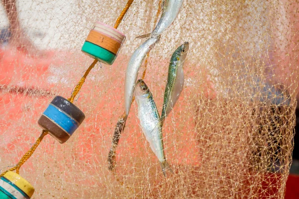 Rybářská síť s rybami na přírodní pozadí — Stock fotografie