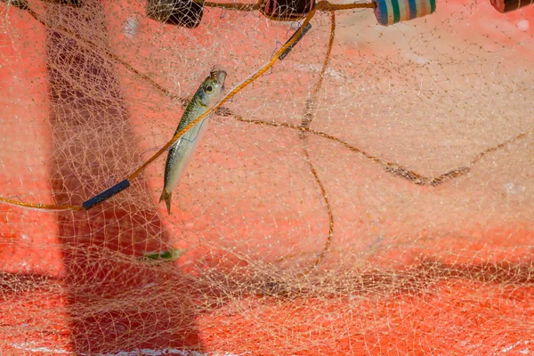 Fishing net with fish on natural background — Stock Photo, Image