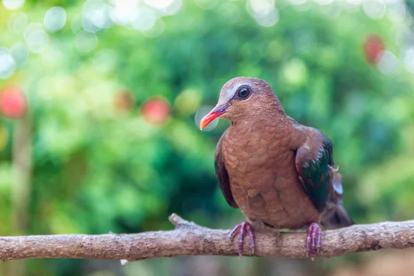 The Common Emerald Dove (Chalcop:indica) is a pigeon which i — стоковое фото