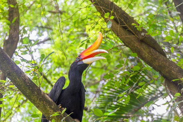 Hornbill fugl på grøn naturlig baggrund - Stock-foto