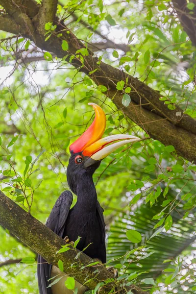 Hornbill fugl på grøn naturlig baggrund - Stock-foto