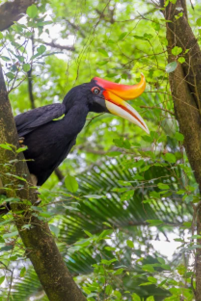 Hornbill fugl på grøn naturlig baggrund - Stock-foto