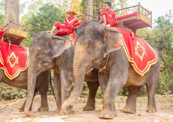 SIEM REAP, CAMBODIA-Fev 24, 2015: Um cambojano não identificado em nat — Fotografia de Stock