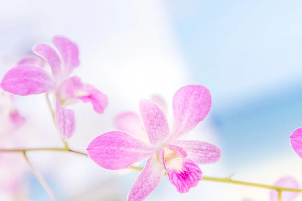 Purple orchid flowers over natural background — Stock Photo, Image