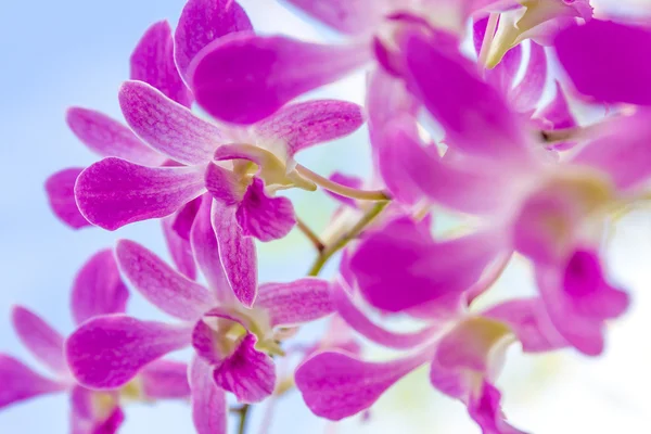 Lila orkidé blommor över himmel bakgrund — Stockfoto