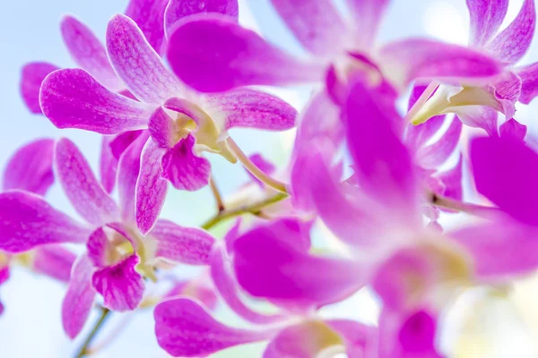 Lila orkidé blommor över himmel bakgrund — Stockfoto