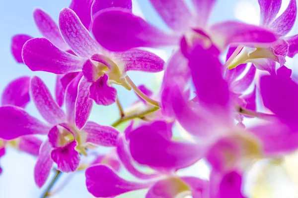 purple orchid flowers over sky background