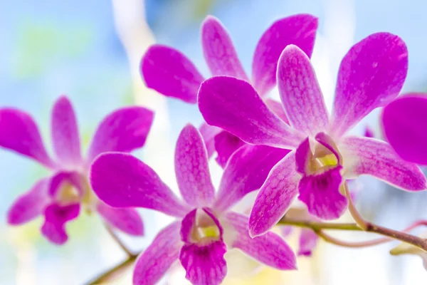 Lila orkidé blommor över himmel bakgrund — Stockfoto