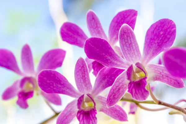 Lila orkidé blommor över himmel bakgrund — Stockfoto