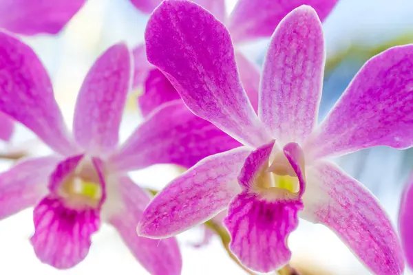Purple orchid flowers over sky background — Stock Photo, Image