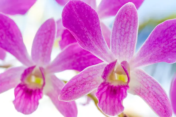 Lila orkidé blommor över himmel bakgrund — Stockfoto