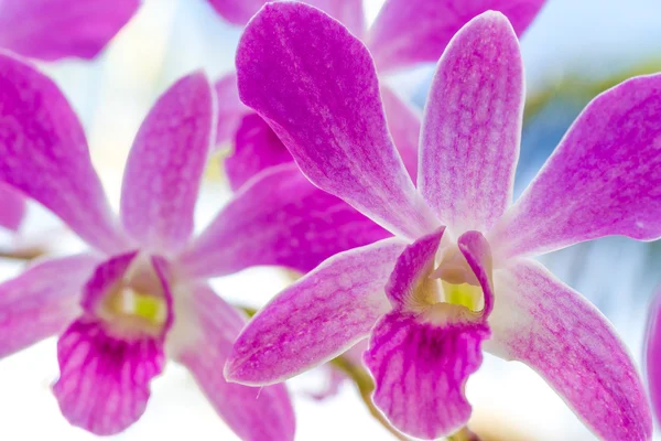 Lila orkidé blommor över himmel bakgrund — Stockfoto