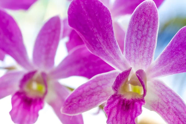 Lila orkidé blommor över himmel bakgrund — Stockfoto