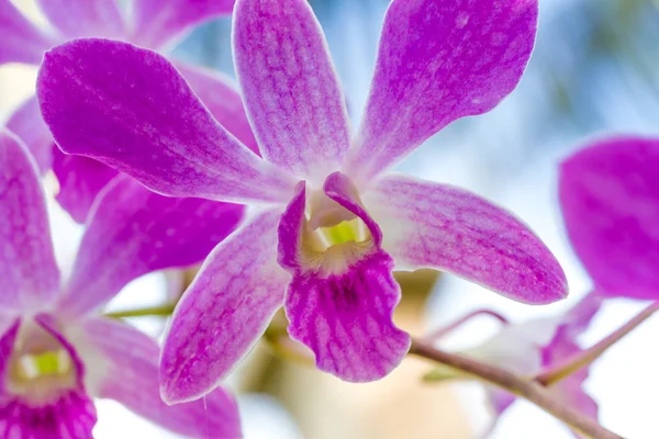 Lila orkidé blommor över himmel bakgrund — Stockfoto