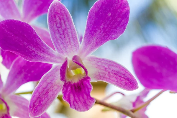 Lila orkidé blommor över himmel bakgrund — Stockfoto