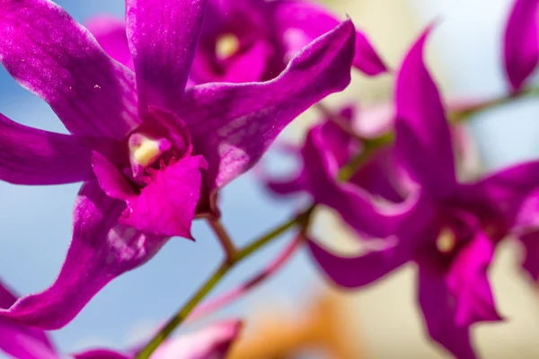 Lila orkidé blommor över himmel bakgrund — Stockfoto