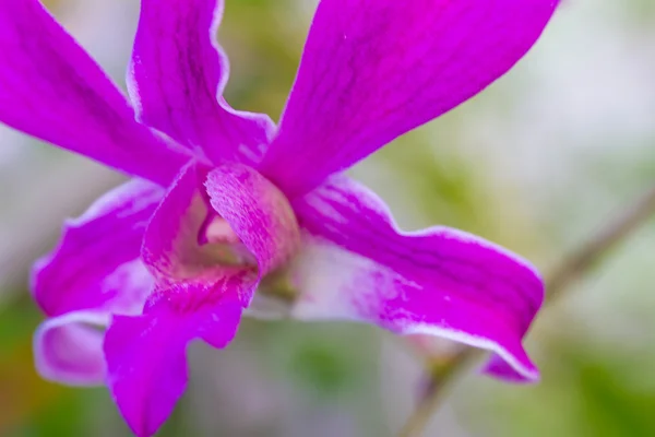 Flores de orquídea roxa sobre fundo verde — Fotografia de Stock