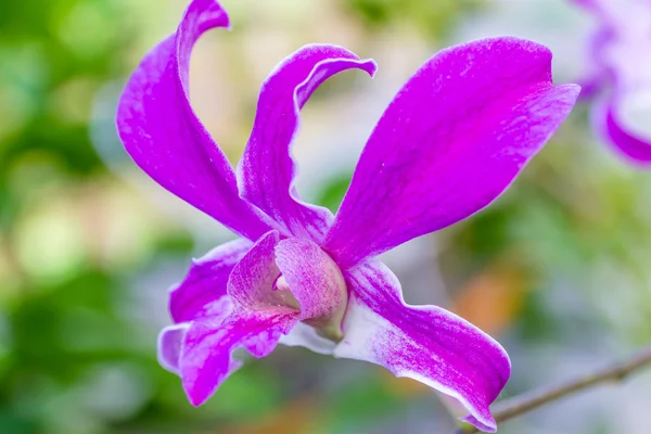 Lila orkidé blommor över grön bakgrund — Stockfoto