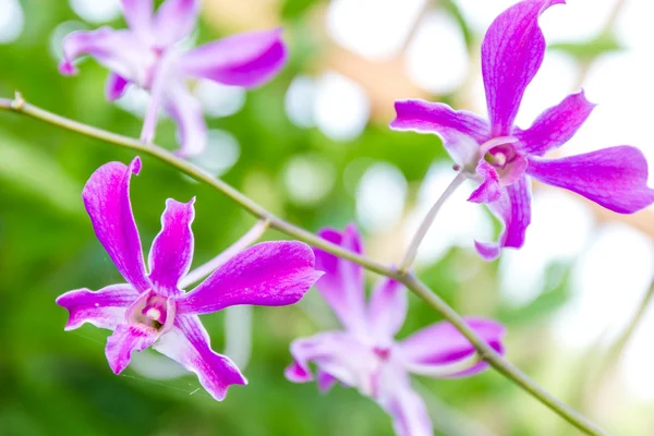 Lila orkidé blommor över grön bakgrund — Stockfoto