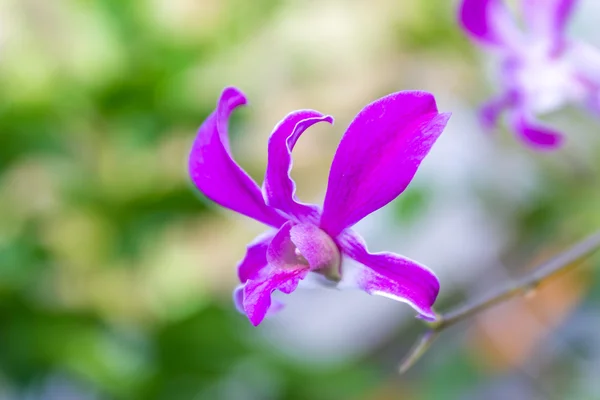 Fleurs orchidée pourpre sur fond vert — Photo