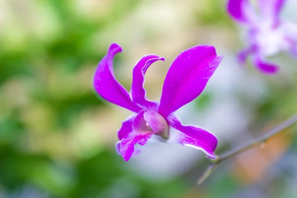 Fleurs orchidée pourpre sur fond vert — Photo