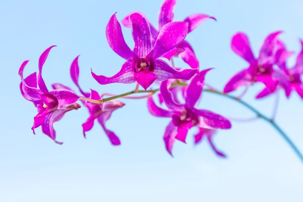 Lila orkidé blommor över himmel bakgrund — Stockfoto