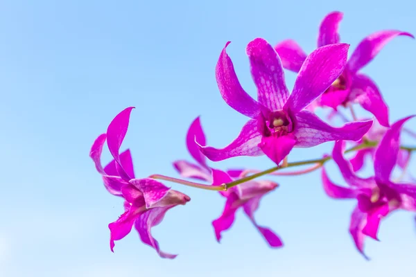 Lila orkidé blommor över himmel bakgrund — Stockfoto