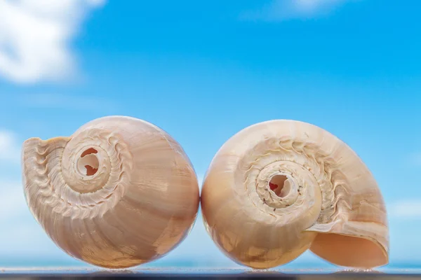 Dos conchas de nautilus sobre fondo azul del cielo —  Fotos de Stock