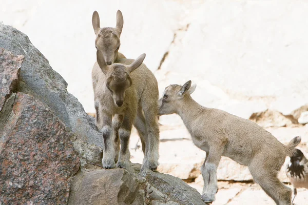 Montaña cabra bebés en rocas —  Fotos de Stock