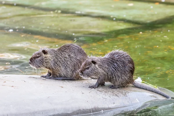 Dos nutrias sobre fondo de agua, en un zoológico o en agua natural —  Fotos de Stock