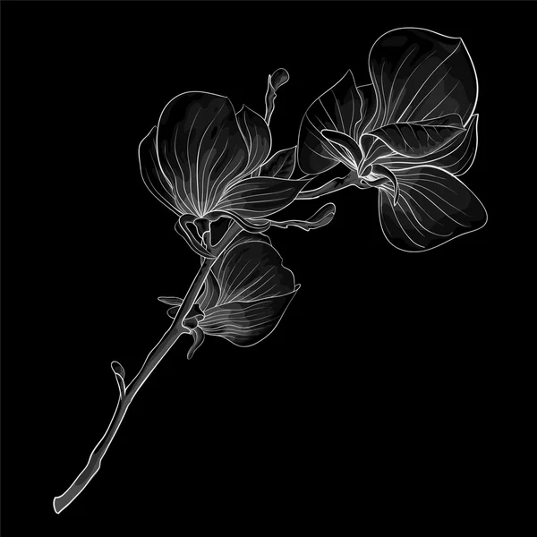 Krásné černobílé, černé a bílé větvičky kvetoucí magnolie strom. květina, samostatný. — Stockový vektor