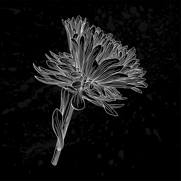 Hermoso monocromo, flor de astro blanco y negro aislado . — Vector de stock