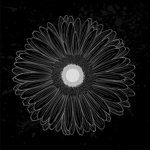 Bela flor de gerbera monocromática, preto e branco isolado . — Vetor de Stock