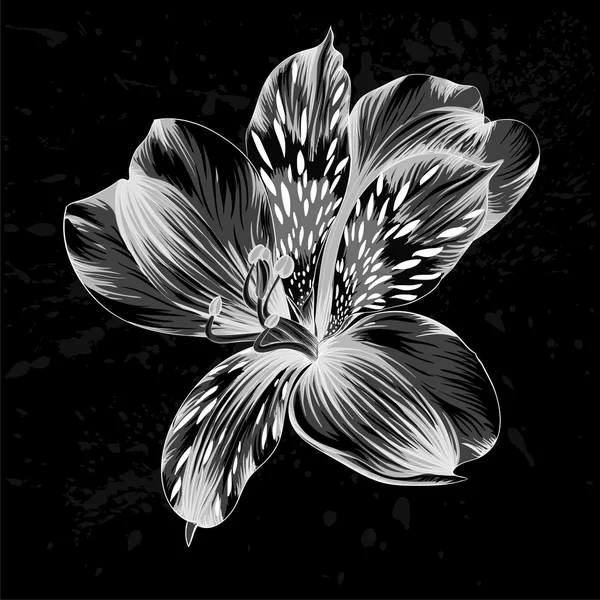 Hermosa flor de Alstroemeria monocroma, blanco y negro — Archivo Imágenes Vectoriales