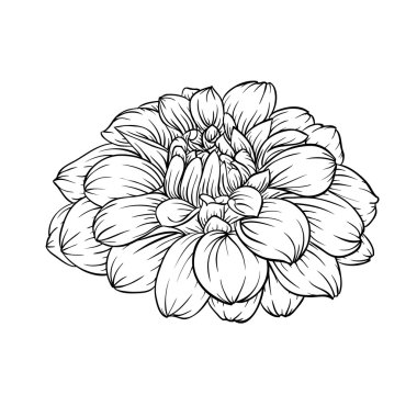 siyah ve beyaz dahlia çiçek arka planda izole.