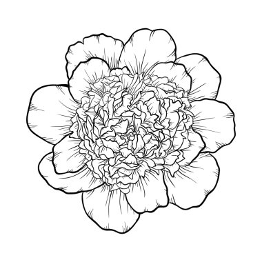 arka planda izole siyah ve beyaz şakayık.