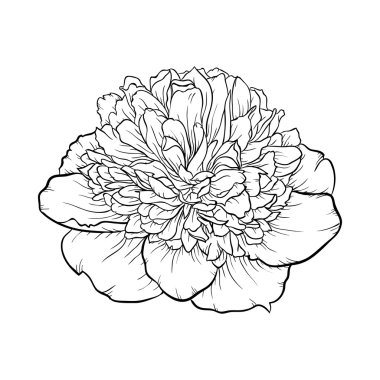 arka planda izole siyah ve beyaz şakayık.