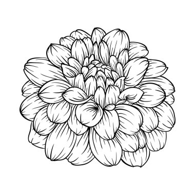 siyah ve beyaz dahlia çiçek arka planda izole.