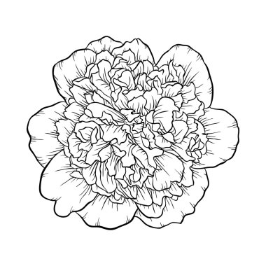 arka planda izole siyah ve beyaz şakayık.