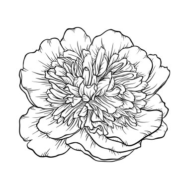 arka planda izole siyah ve beyaz şakayık.